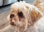 Vermisster Hund 1.000 Meilen von zu Hause entfernt mit brandneuem Namen gefunden