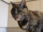 Die &auml;lteste Katze der Welt feiert ihren 30. Geburtstag