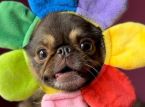 TikTok-Sensation King Chilli the Mops &uuml;bertrifft GoFundMe-Ziel f&uuml;r lebensrettende Operation