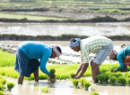 Ein sehr trockener Juni und ein unterdurchschnittlicher Monsun bedrohen in diesem Jahr die landwirtschaftliche Produktion Indiens