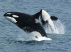 Orcas kehren in bisher seltener Zahl an die britische K&uuml;ste zur&uuml;ck