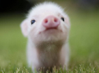 Belgische Schweine haben Schwierigkeiten, wenn die Temperaturen auf 38 &deg;C steigen