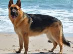Der Deutsche Sch&auml;ferhund &uuml;berlebt eine zweist&uuml;ndige Tortur treibend in der Nordsee
