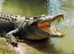 Riesiges Reptil tr&auml;gt Hochzeitskleid bei bizarrer mexikanischer Zeremonie