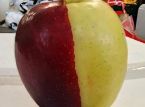 Der seltene Chim&auml;ra-Apfel wird in Neuseeland &uuml;ber Nacht zu einer Sensation