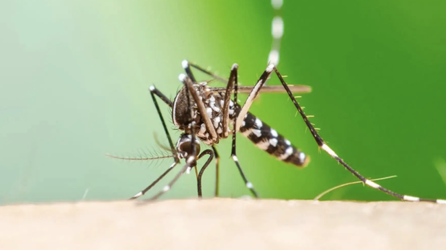 Die Krankheit bekannt als Chikungunya-Risiko breitet sich in Europa aus, da sich das Klima erwärmt, warnt eine Studie