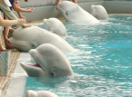Die Belugawale in Marineland wurden in letzter Minute gerettet