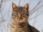 Hunderte Katzen, die aus Schlachth&ouml;fen in Vietnam gerettet wurden
