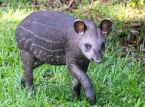 Erstes Tieflandtapirkalb seit 14 Jahren, das im britischen Zoo willkommen gehei&szlig;en wurde