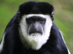 Eine neue Affenart wurde entdeckt, die sich zwischen den Baumwipfeln der W&auml;lder der DR Kongo versteckt