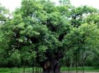 Robin Hoods legend&auml;rer Major Oak stirbt nach mehr als 1.000 Jahren